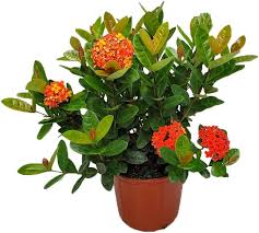 Image result for Ixora praetermissa