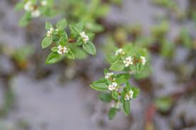 Image result for Schizaea pectinata