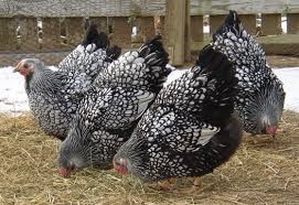 It was named for the indigenous wyandot people of north america. Breed Profile Wyandotte Chicken Backyard Poultry