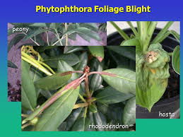 By paula flynn, department of plant pathology. Phytophthora Diseases Ppt Video Online Download