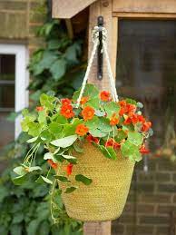 Bag of potting mix for containers: Landscaping And Hardscaping Container Gardening Flowers Container Flowers Edible Flowers