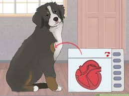 We did not find results for: 4 Ways To Care For Bernese Mountain Dogs Wikihow