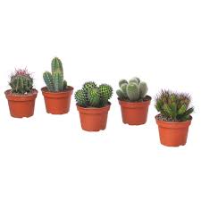 Cactaceae Pflanze Versch Arten Outdoor Pflanzen Pflanzen Und Grunpflanzen