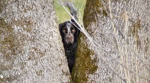 Image result for německý křepelák postava