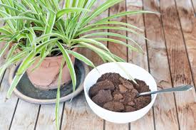 Which Indoor Plants Like Coffee Grounds