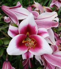 It is still a beautiful tree with white flowers blooming in early spring that you can admire even if this is only from a distance. Etaia Nr 023a Tree Lily Flower Bulb 3 Years Own Growing Purple Red To Pink And White Flowers For Garden Allotment Garden Lily Cut Flowers Amazon De Garden