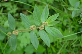 10 Top Medicinal Uses Of Amman Pacharisi Euphorbia Hirta Wildturmeric In 2020 Herbal Plants Medicinal Plants Herbs For Health