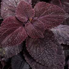 Image result for Coleus scutellarioides