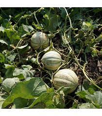 Semena melounu – Meloun cukrový Stellio F1 – Cucumis melo
