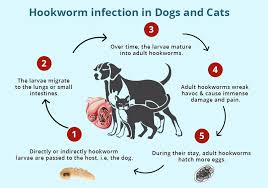 Image result for Hookworm
