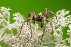 However on harder modes they have an additional attack that can make them more dangerous. Are Wolf Spiders Venomous
