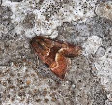 Image result for Photedes captiuncula