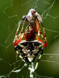 Face Of The Arrowhead Spider Verrucosa Sp Spider Macro Pictures Arachnids Spiders