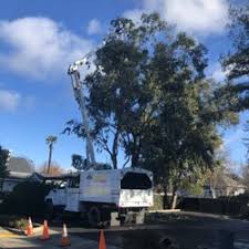How much does tree trimming near me cost? Best Tree Trimming Service Near Me June 2021 Find Nearby Tree Trimming Service Reviews Yelp