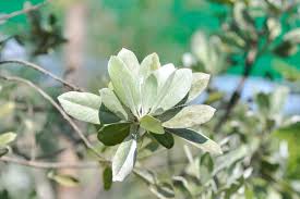 Silver Buttonwood Stock Photos - Free & Royalty-Free Stock Photos from Dreamstime
