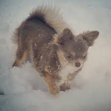 Indy Fait Honneur A Ses Racines Russes De La Neige Elle En Mange Elle Court Le Museau Dans La Neige Comme Une Petite Deneigeus Cute Animals Chihuahua Pets
