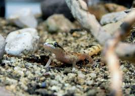 Image result for Carex steudneri