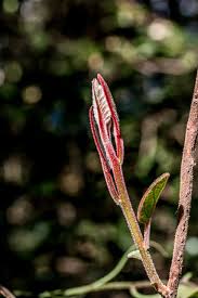 Image result for Helichrysum harveyanum
