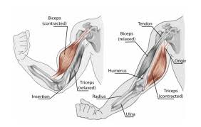 Each of your arms is composed of your upper arm and forearm. Arm Muscles Cross Section Guelph Natural Health