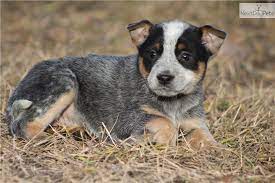 Australian Cattle Dog Puppy For Sale Uk Australian Cattle Dog Puppy Cattle Dog Heeler Puppies