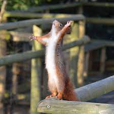 Red Squirrel Week Squirrel Funny Squirrel Memes Cute Squirrel