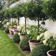 Dove On Instagram Hydrangea Hydrangeas Whitehydrangea Garden Gardener Gardening Diy Backyard Landscaping Backyard Landscaping Designs Diy Landscaping