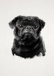 Black Pug Portrait Metal Poster Print Birds And Beasts By Kesart Displate