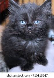 These positive adoption percentages are proving that myths are being replaced by a deep appreciation of black cat cultural impact. Fluffy Black Long Hair Kitten Stock Photo Edit Now 710115247