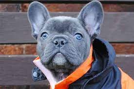 French bulldogs may be small, but they unfortunately do not fit the bill to be considered a hypoallergenic breed. What Is A Blue French Bulldog And How To Care For Them Ethical Frenchie