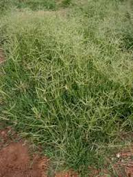 Image result for Cynodon incompletus