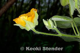Image result for Abutilon grandiflorum