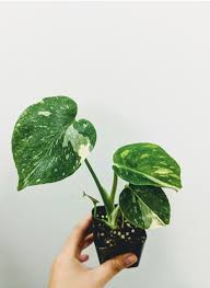 Newest Littlw Baby To The Family Monstera Deliciosa Variegata Houseplants Variegated Plants Small Indoor Plants