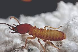 They are social insects the basis of a termite treatment is to form a barrier around your home. Formosan Subterranean Termites Treatment Control Damage
