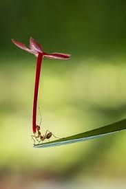 A wide variety of poster alphabet options are available to you, such as material, style, and gender. Ameisen Ants