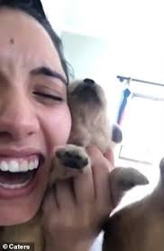 Or thinking about getting a golden retriever puppy? Brazilian Dog Owner Teaches Golden Retriever Pup How To Howl Daily Mail Online