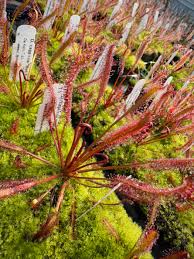 Image result for Drosera
