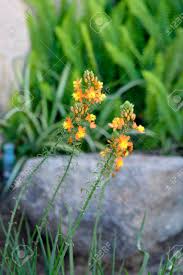 Maybe you would like to learn more about one of these? Agave Succulent Blooming Beautiful Flowers Of Yellow And Orange Stock Photo Picture And Royalty Free Image Image 40347353
