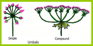 Image result for Clerodendrum tricholobum