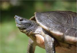 Image result for Colletoecema tortistilum