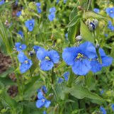 Image result for Commelina petersii