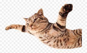Hd Cat Flying800png Funny Cats White B 1180739 Png Flying Cat No Background Free Transparent Png Images Pngaaa Com