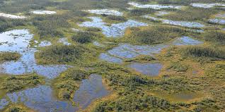 National Peatland Strategy proposed to protect climate-critical ecosystems amid extraction and industrial development rush