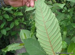 Ketum juga dikenali sebagai biak. Kajian Pakar Sahkan Ketum Tidak Berbahaya Sentiasa Panas