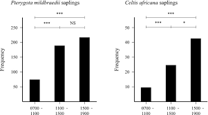 Image result for Pterygota mildbraedii