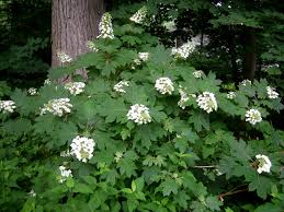 However, the reality is that if the deer are hungry enough, they. Hydrangea Macrophylla Endless Summer Carolyn S Shade Gardens