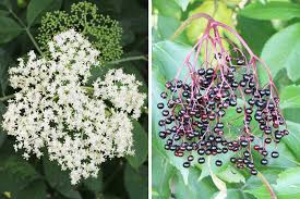 Wie sie die pubertät bei ihrem hund erkennen und wann sie damit rechnen können, dass er geschlechtsreif wird, erfahren sie im. Blutezeit Ernte Wann Bluht Holunder Wann Sind Holunderbeeren Reif Gartenlexikon De