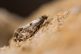 Comment Lutter Contre Les Poissons D Argent Ces Petits Insectes Qui Font Des Degats Mites Alimentaire Poisson D Argent Insectes