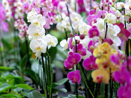 How long do flowers last on orchids. 10 Fun Interesting Facts About Phalaenopsis Orchids Plant Index