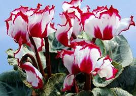 Amazon Com 100pcs 12kinds Cyclamen Seeds Potted Seed Flower Seed Variety Complete Budding Rate 95 Radiati Flower Seeds Online Flower Seeds Bulb Flowers