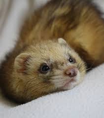 Should Ferrets Be Kept As Pets?